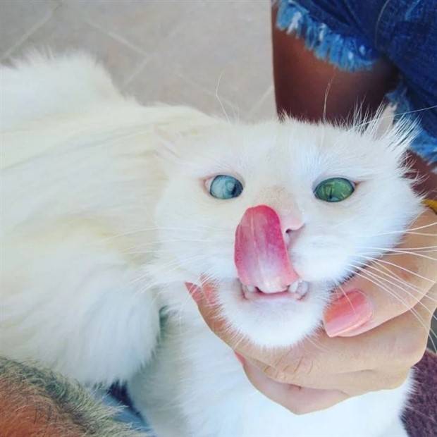 Enchanting Cats with Heterochromia (30 photos)