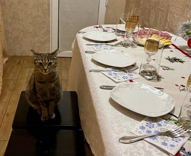 funny animals 1 Get Ready for Funny Animals #314 (29 photos)