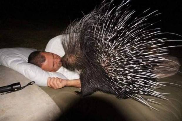 funny animals 16 Get Ready for Funny Animals #314 (29 photos)