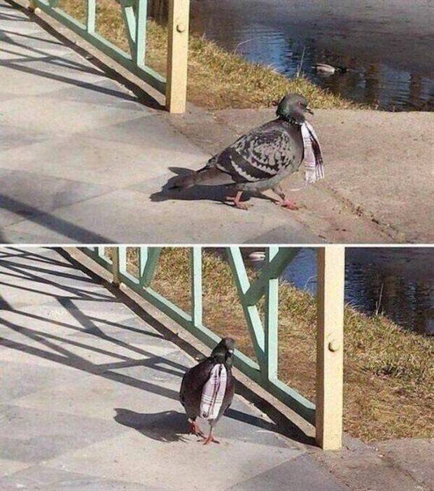 funny animals 20 Get Ready for Funny Animals #314 (29 photos)