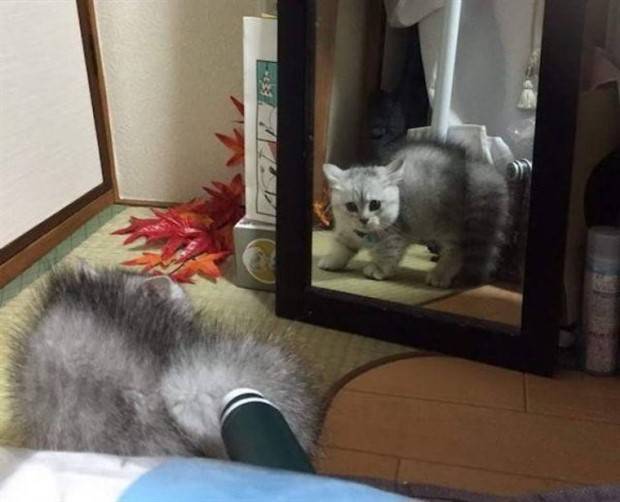 funny animals 24 Get Ready for Funny Animals #314 (29 photos)