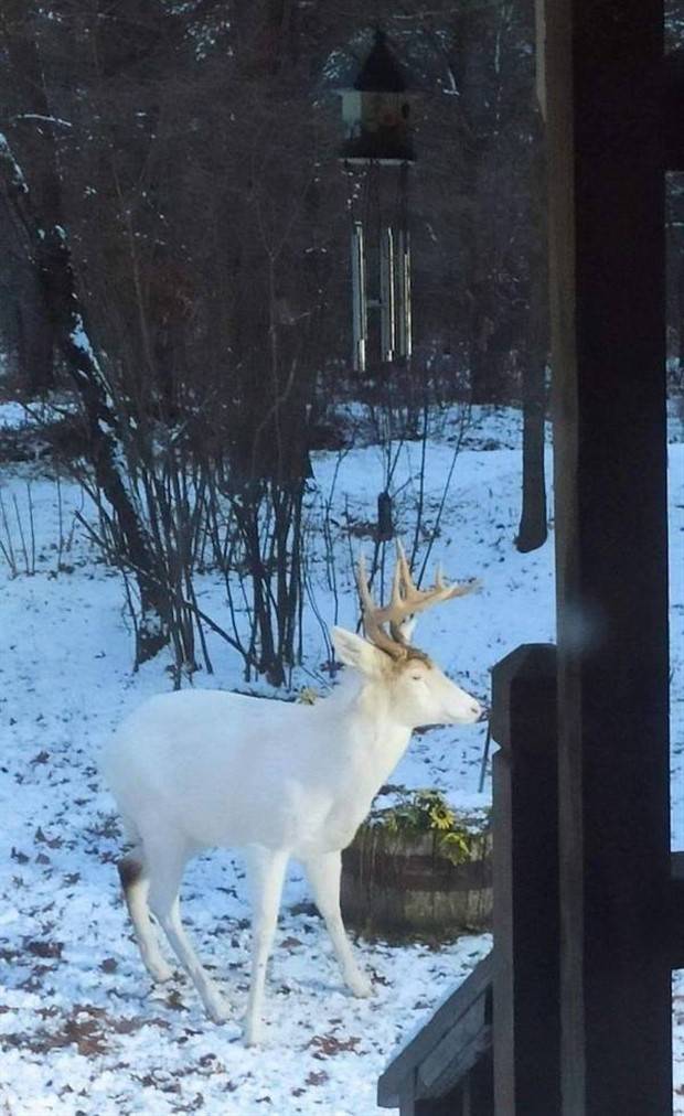 funny animals 27 Get Ready for Funny Animals #314 (29 photos)