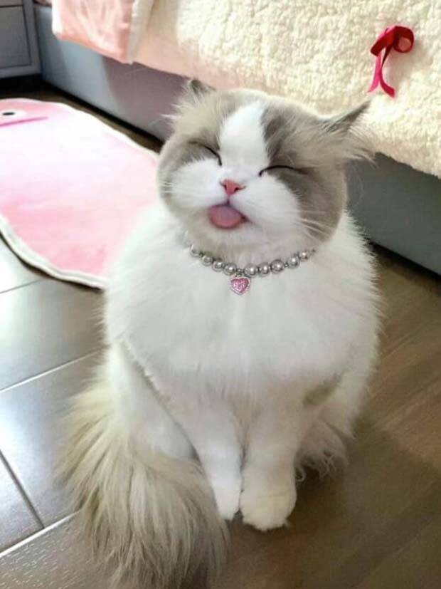 funny animals 4 Get Ready for Funny Animals #314 (29 photos)