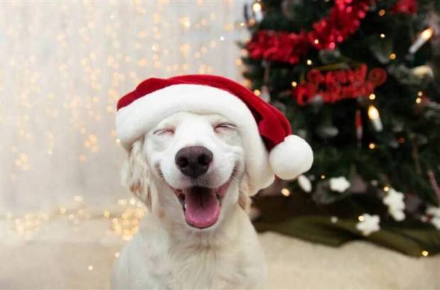 funny animals 5 Get Ready for Funny Animals #314 (29 photos)