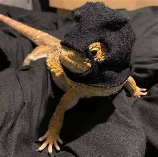 funny animals 6 Get Ready for Funny Animals #314 (29 photos)