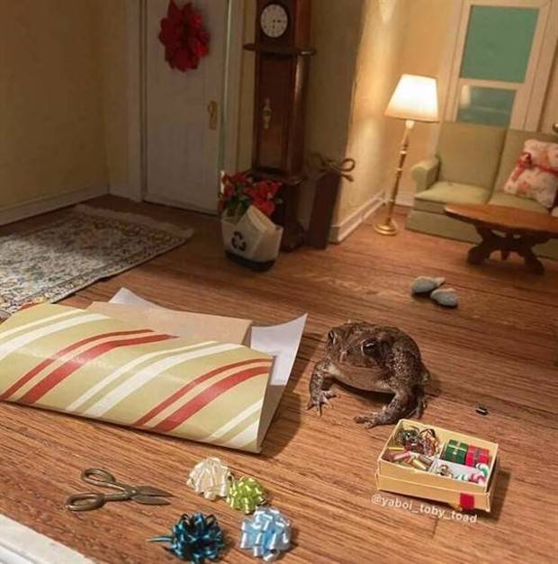 funny animals 7 Get Ready for Funny Animals #314 (29 photos)