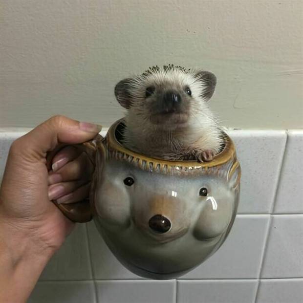 funny animals 9 Get Ready for Funny Animals #314 (29 photos)