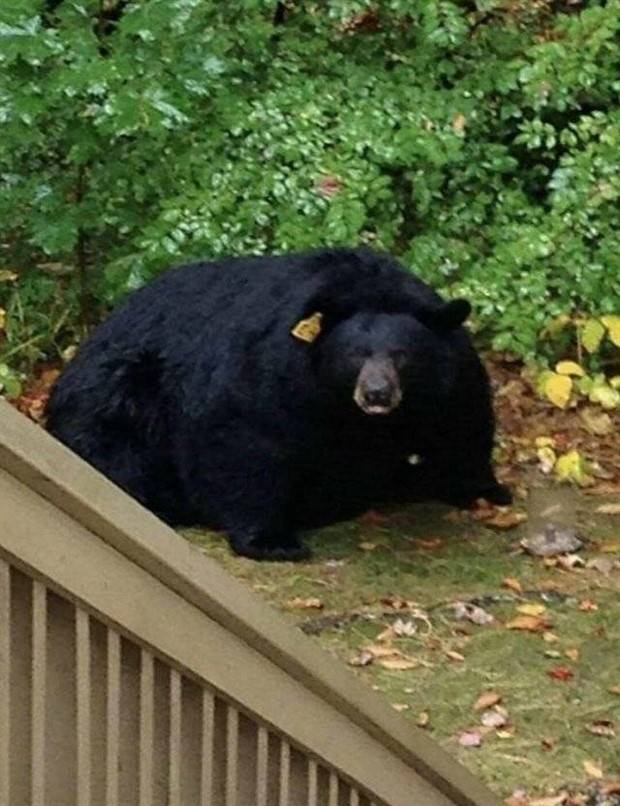 Klyker Picdump #1382 (52 photos)