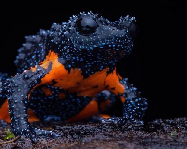 Klyker Picdump #1382 (52 photos)