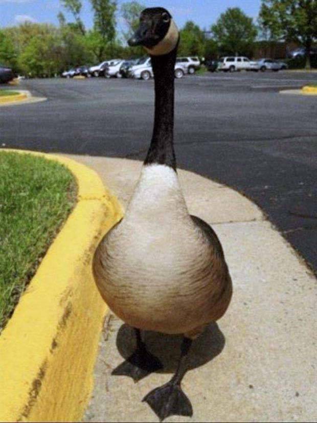 Klyker Picdump #1382 (52 photos)