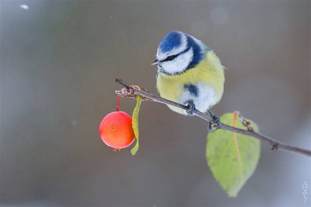 Klyker Picdump #1372 (52 photos)