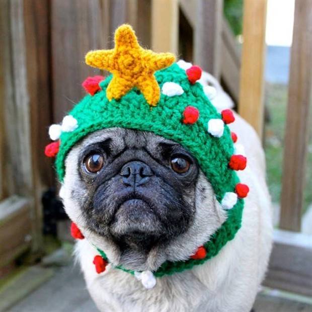 pets in new year costumes 1 Pets Dressed in New Years Costumes (30 photos)