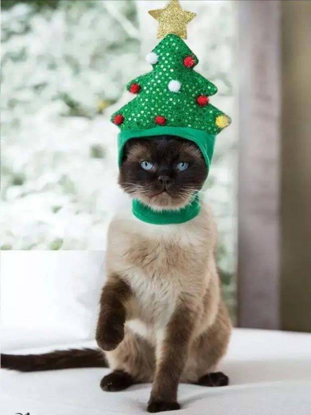 pets in new year costumes 10 Pets Dressed in New Years Costumes (30 photos)