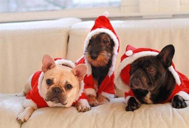 pets in new year costumes 11 Pets Dressed in New Years Costumes (30 photos)