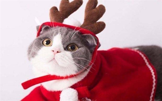 pets in new year costumes 17 Pets Dressed in New Years Costumes (30 photos)
