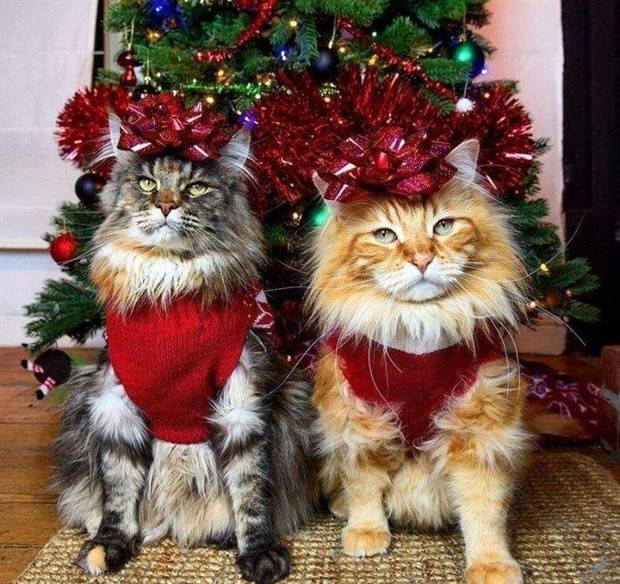 pets in new year costumes 18 Pets Dressed in New Years Costumes (30 photos)