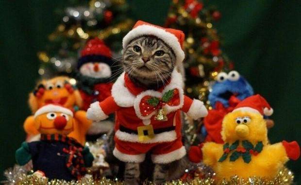 pets in new year costumes 19 Pets Dressed in New Years Costumes (30 photos)