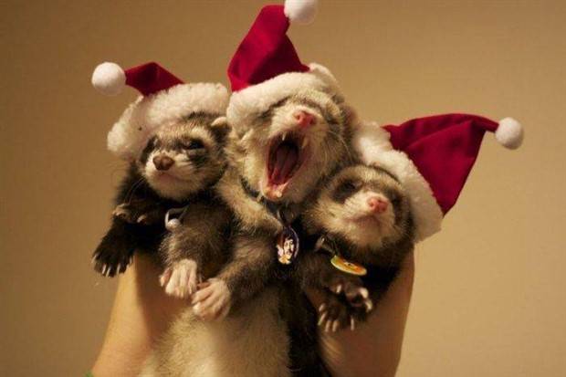 pets in new year costumes 20 Pets Dressed in New Years Costumes (30 photos)