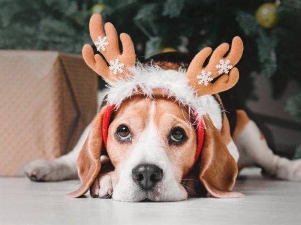 pets in new year costumes 21 Pets Dressed in New Years Costumes (30 photos)