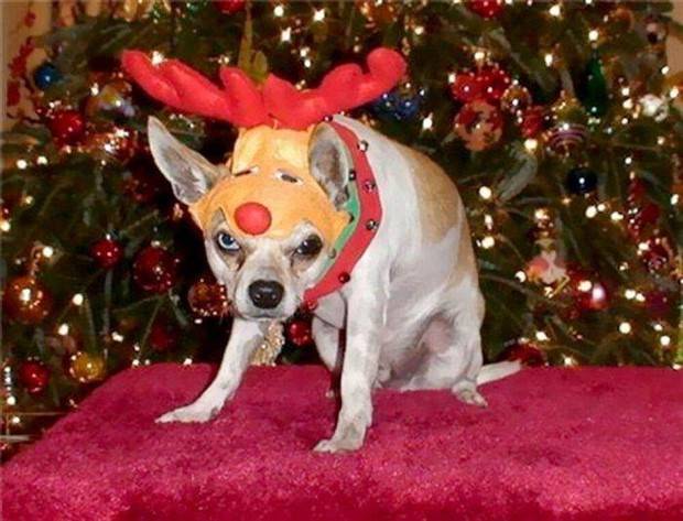 pets in new year costumes 22 Pets Dressed in New Years Costumes (30 photos)