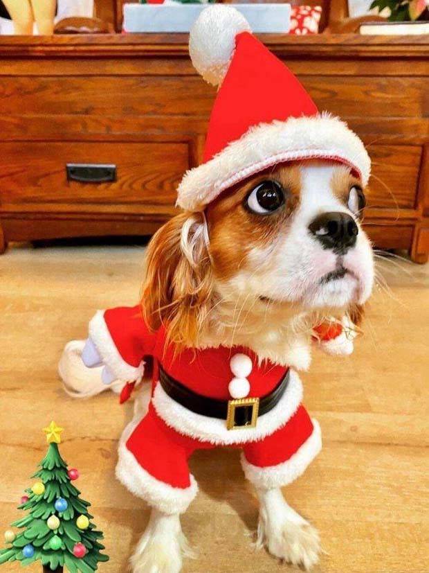 pets in new year costumes 23 Pets Dressed in New Years Costumes (30 photos)