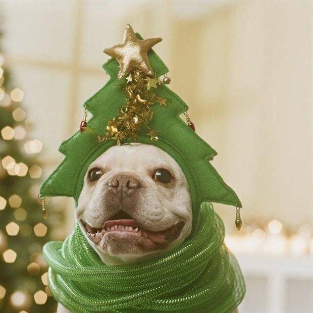 pets in new year costumes 24 Pets Dressed in New Years Costumes (30 photos)