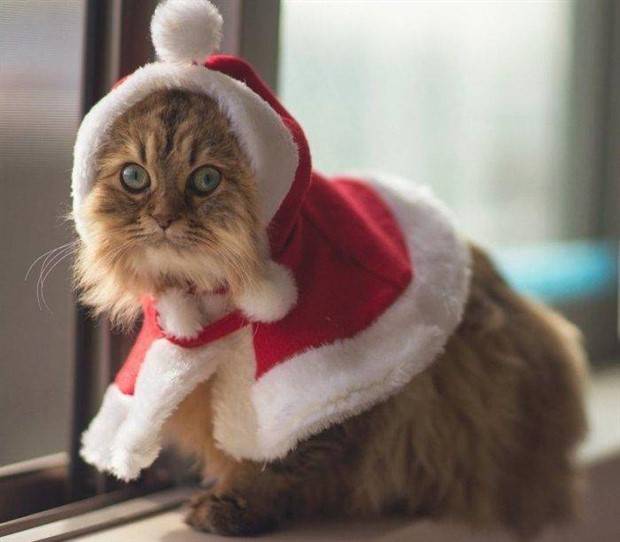 pets in new year costumes 25 Pets Dressed in New Years Costumes (30 photos)
