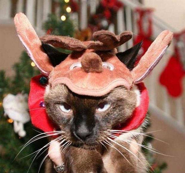 pets in new year costumes 26 Pets Dressed in New Years Costumes (30 photos)