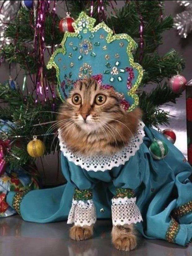 pets in new year costumes 27 Pets Dressed in New Years Costumes (30 photos)