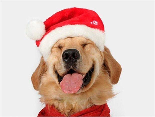 pets in new year costumes 28 Pets Dressed in New Years Costumes (30 photos)