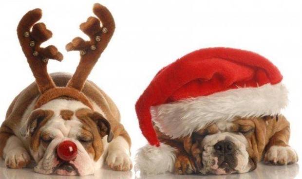 pets in new year costumes 3 Pets Dressed in New Years Costumes (30 photos)