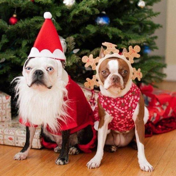 pets in new year costumes 30 Pets Dressed in New Years Costumes (30 photos)