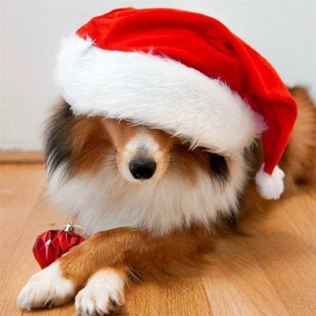 pets in new year costumes 5 Pets Dressed in New Years Costumes (30 photos)