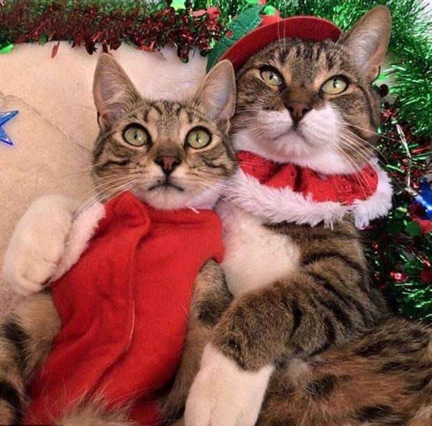 pets in new year costumes 7 Pets Dressed in New Years Costumes (30 photos)