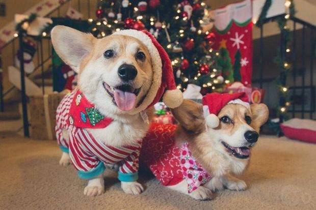 pets in new year costumes 8 Pets Dressed in New Years Costumes (30 photos)