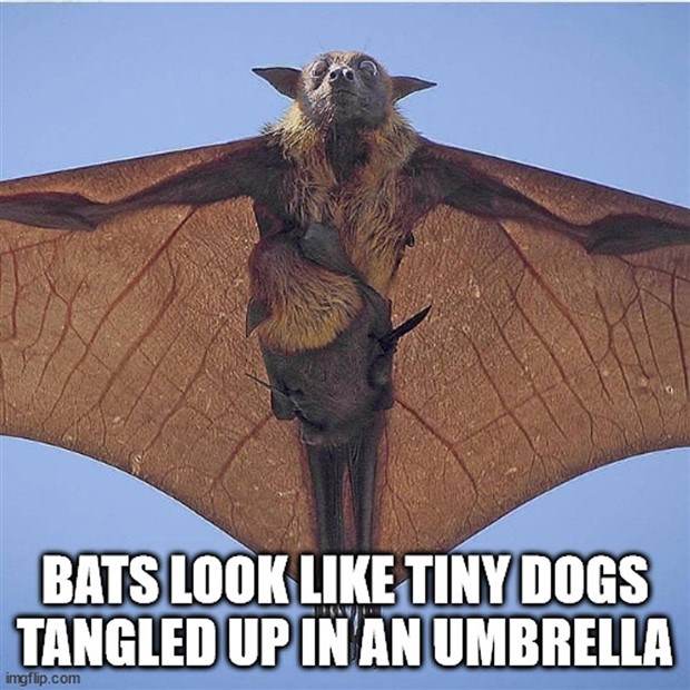 Funny Shower Thoughts #87 (35 photos)