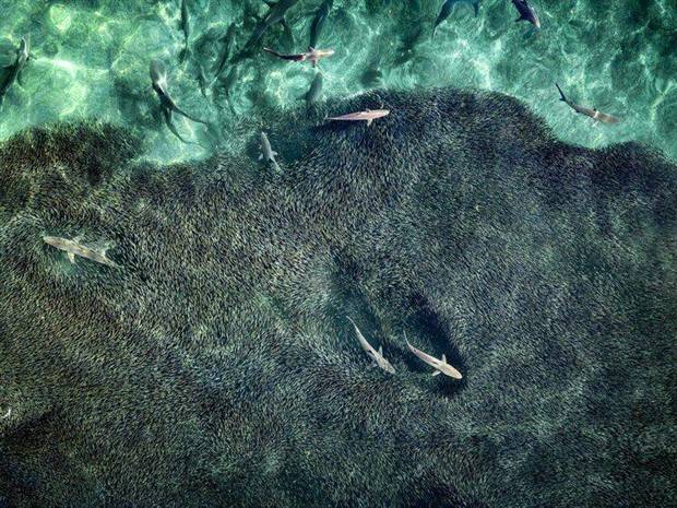 Awesome Pictures You Shouldn’t Miss #87 (33 photos)