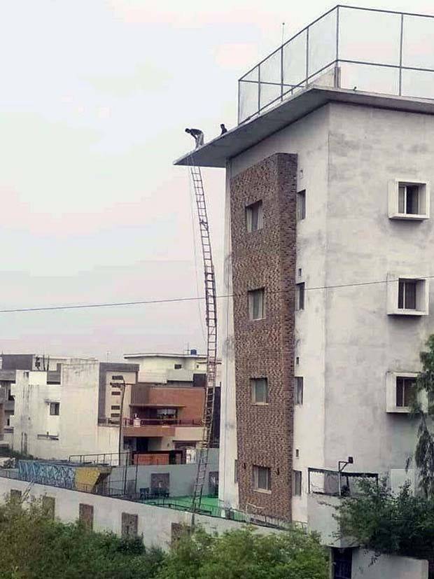 Ridiculous Safety Fails #15 (27 photos)