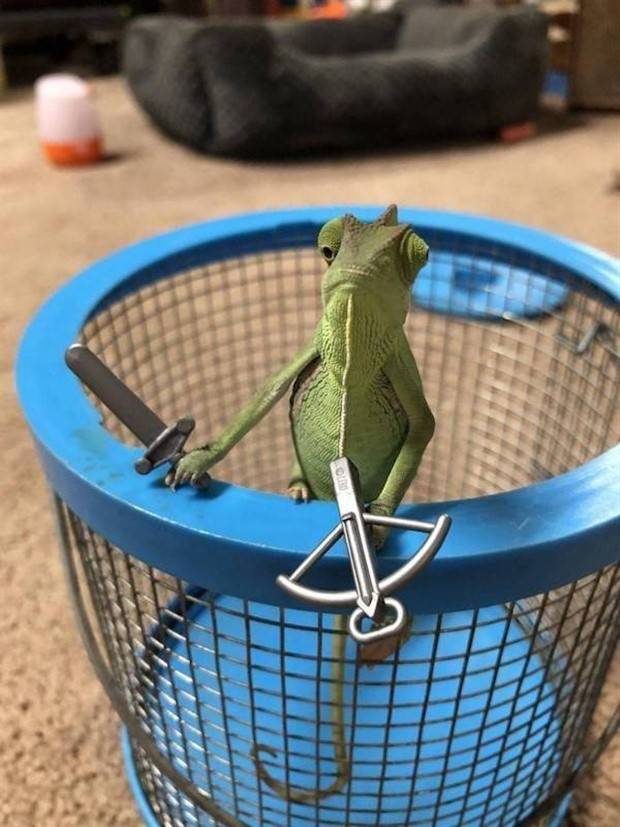 Get Ready for Funny Animals #322 (27 photos)