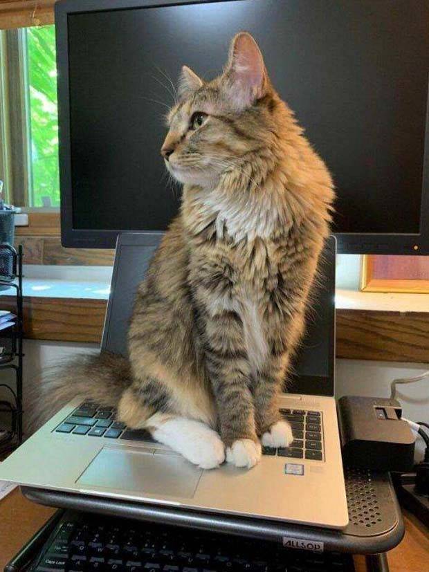 Get Ready for Funny Animals #322 (27 photos)