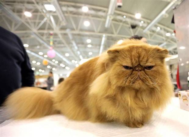 Get Ready for Funny Animals #322 (27 photos)