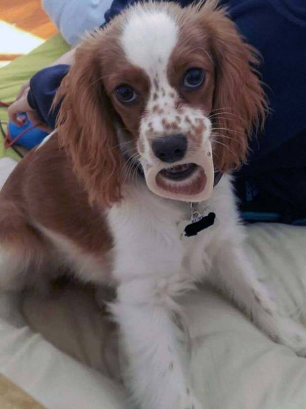 Get Ready for Funny Animals #322 (27 photos)