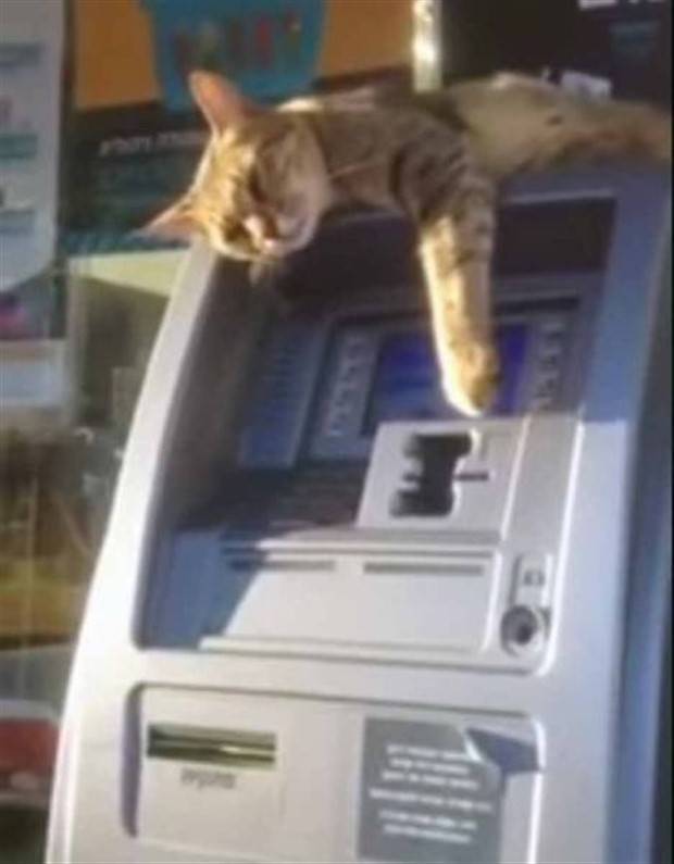 Eccentric Occurrences at ATMs (35 photos)
