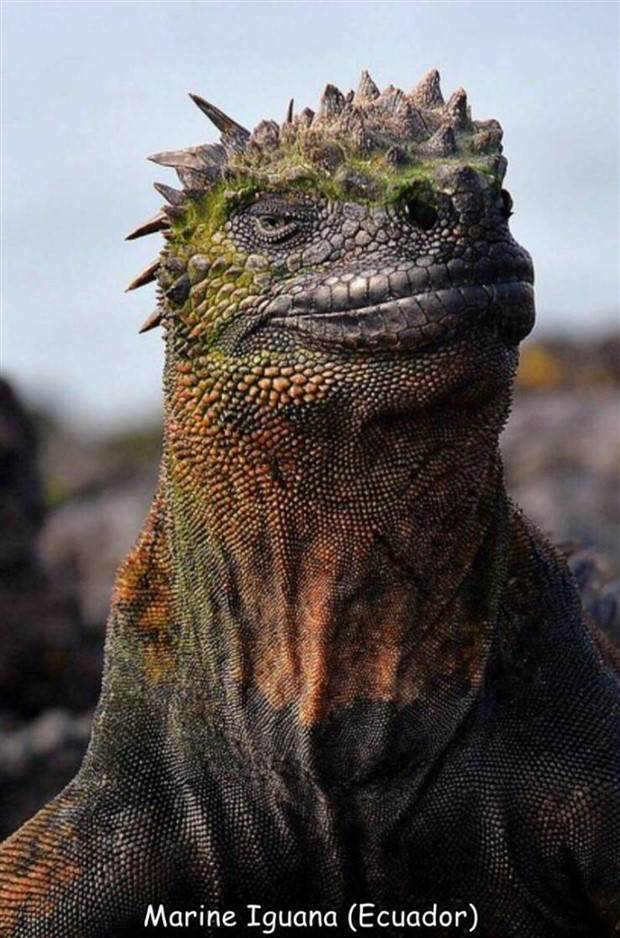 pictures with interesting captions 2 Interesting Pictures with Captions #90 (32 photos)