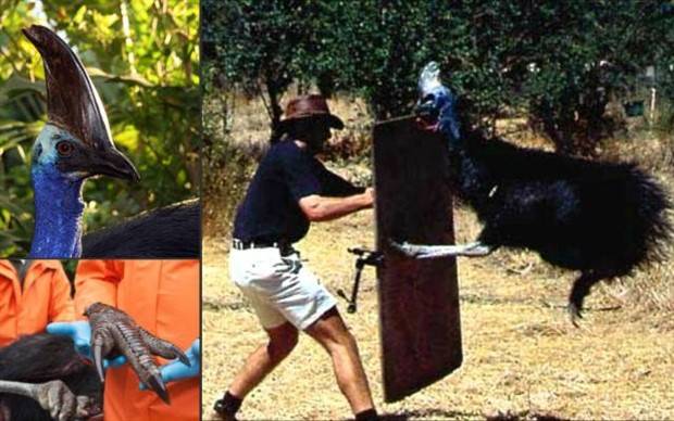 scary australia 12 44 Creepy Pics that Will Make you Scared of Australia (44 photos)