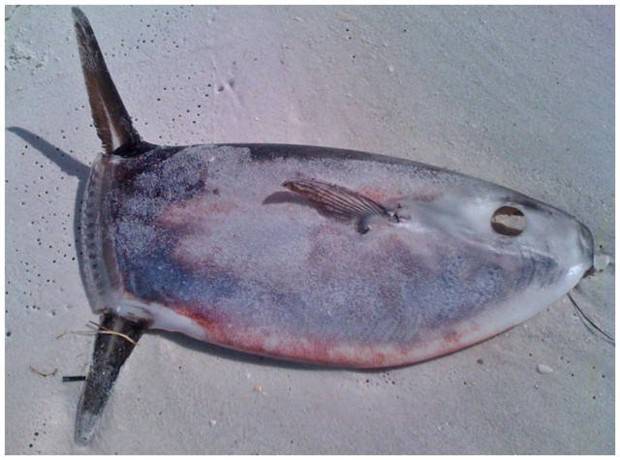 scary australia 23 44 Creepy Pics that Will Make you Scared of Australia (44 photos)