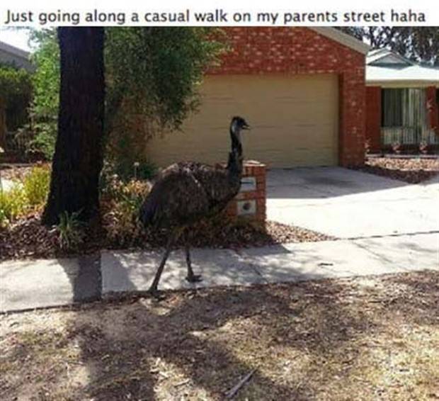 scary australia 39 44 Creepy Pics that Will Make you Scared of Australia (44 photos)