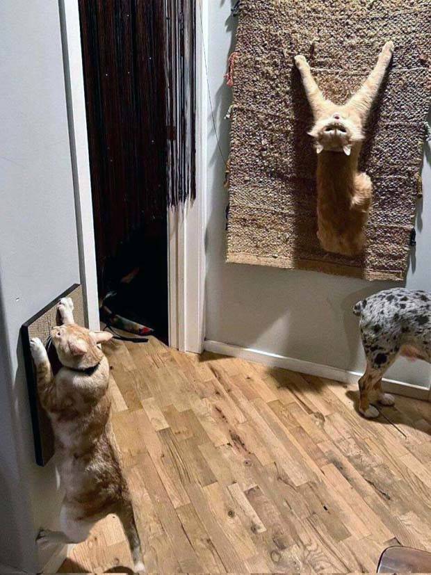 Get Ready for Funny Animals #319 (29 photos)