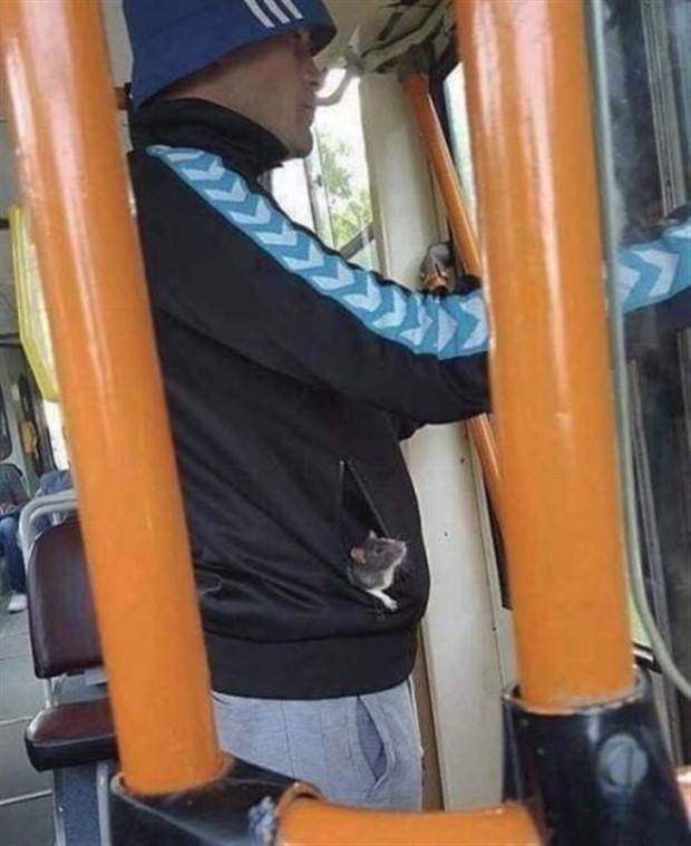 Get Ready for Funny Animals #319 (29 photos)