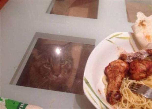 Get Ready for Funny Animals #319 (29 photos)